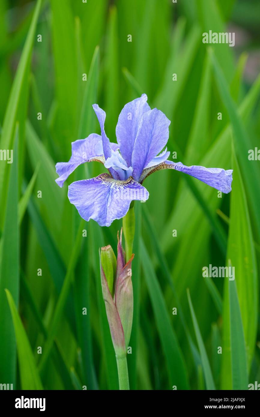 Iris sibirica 'Ego'. Iride siberiana 'Ego'. Iride blu pallido Foto Stock