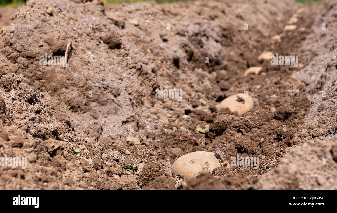 Patata. Le patate sono deposte in un solco nel terreno e preparate per piantare. Foto Stock