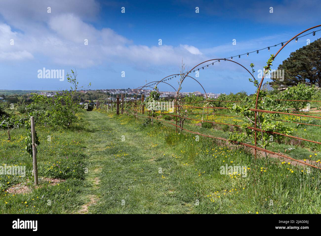 Lo espalier eresse a Newquay Orchard un'iniziativa comunitaria a Newquay in Cornovaglia nel Regno Unito. Foto Stock