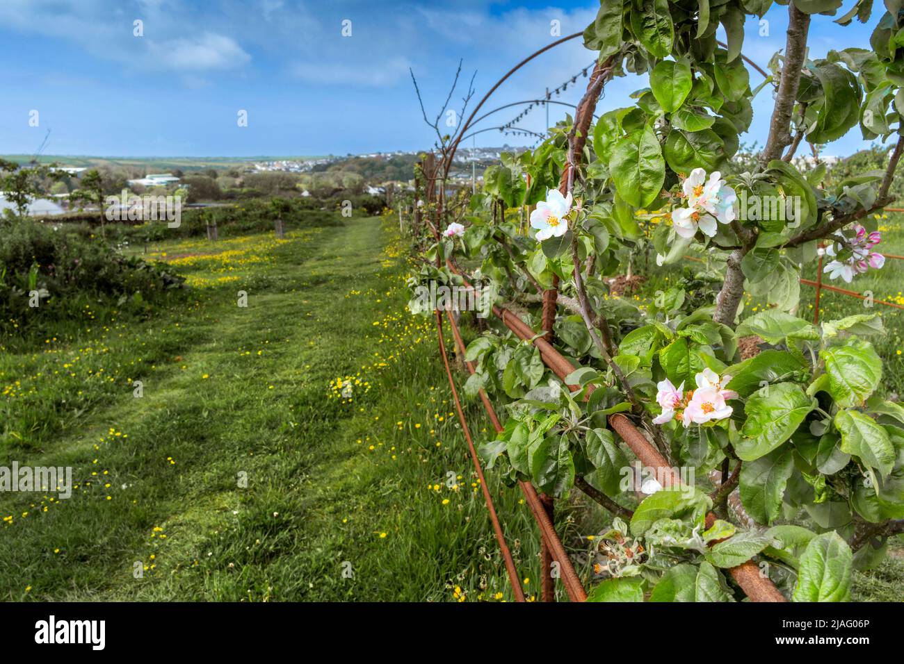 Apple fiorisce su alberi di mela che crescono lungo lo espalier a Newquay Orchard un'iniziativa comunitaria a Newquay in Cornovaglia nel Regno Unito. Foto Stock Apple fiorisce su alberi di mela che crescono lungo lo espalier a Newquay Orchard un'iniziativa comunitaria a Newquay in Cornovaglia nel Regno Unito. Foto Stock