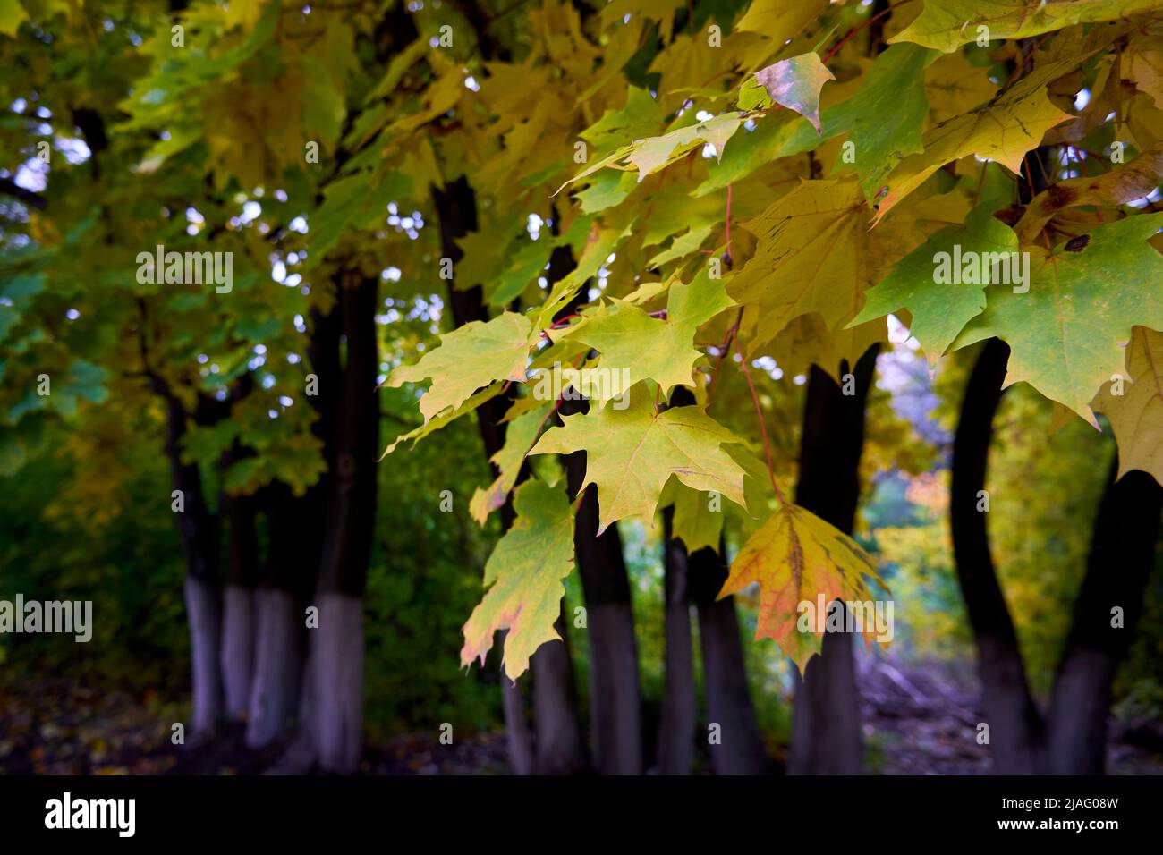 Foglie di acero giallo su un ramo Foto Stock