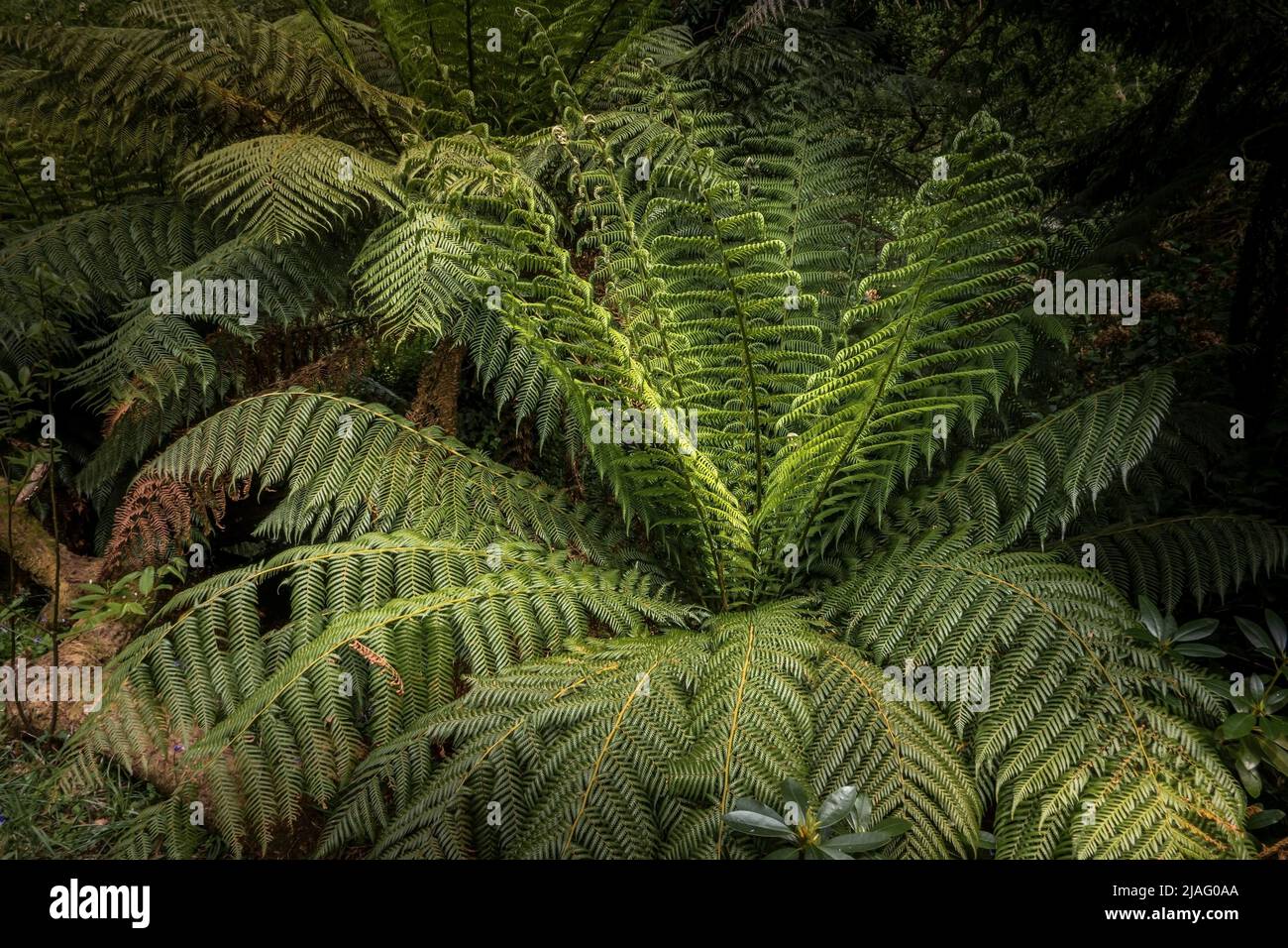 Dicksonia antartide che cresce nel giardino naturale subtropicale Penjjick in Cornovaglia. Penjerrick Garden è riconosciuto come Cornovaglia vera giungla giardino in Foto Stock