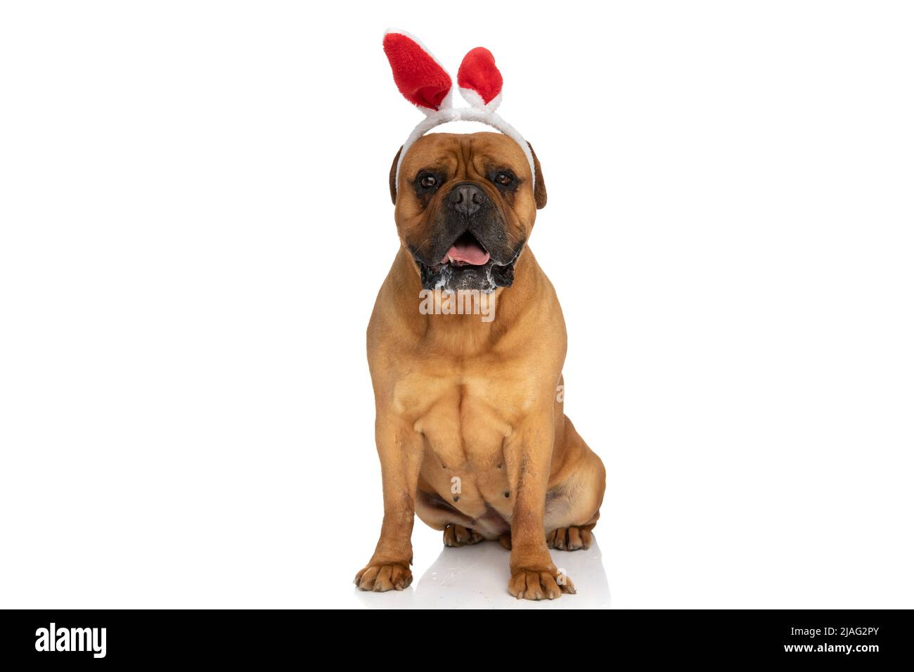 carino cane bullmastff con orecchie rosse bunny cerchietto che ansima e che  gocciola mentre si siede su sfondo bianco in studio Foto stock - Alamy