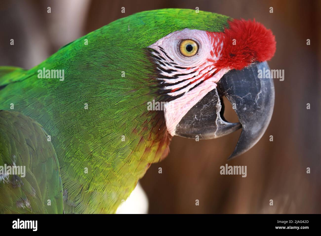 Macaw pappagallo primo piano. Piume verdi e una cresta rossa Foto Stock