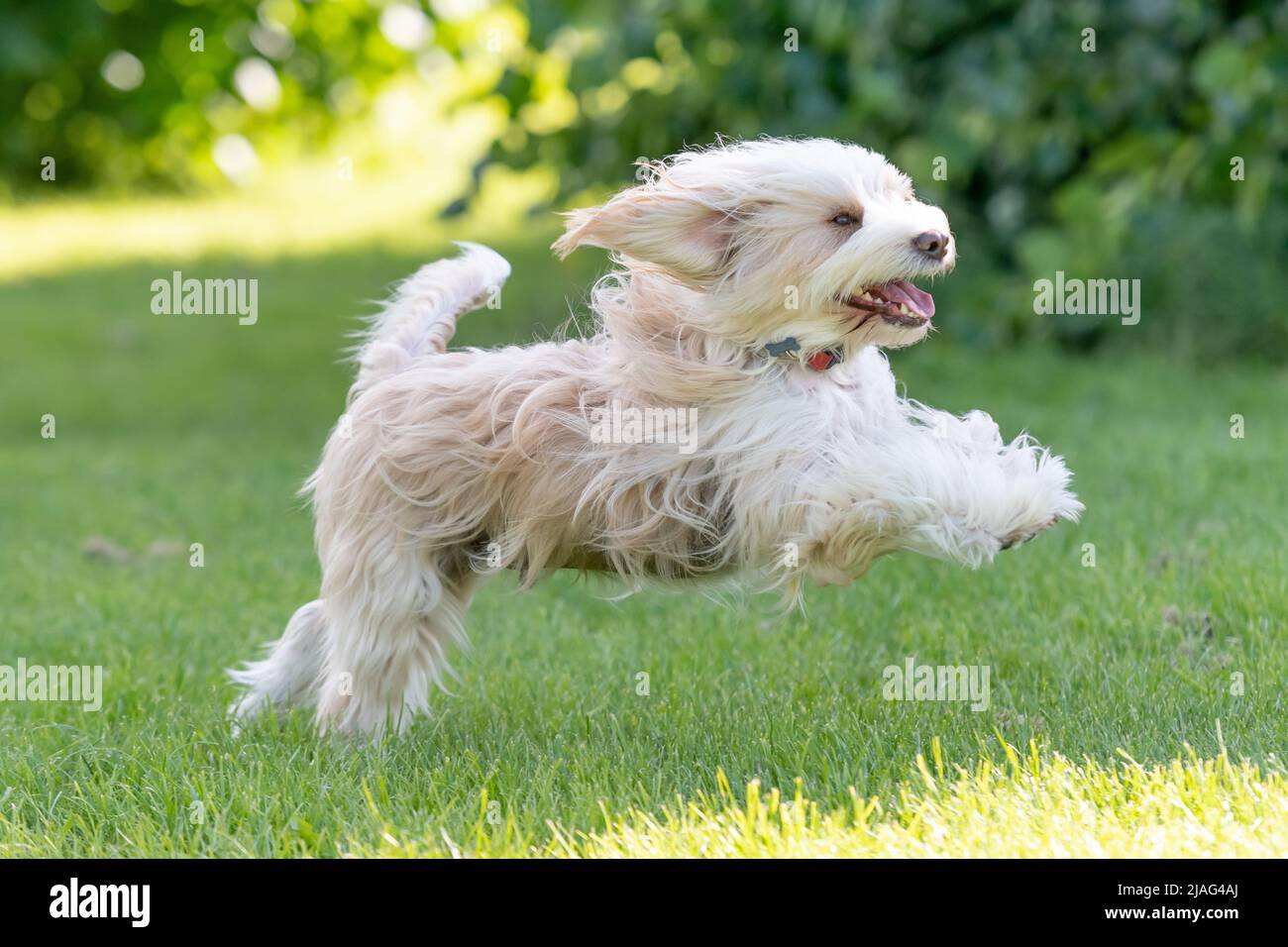 Un cane che salta attraverso un campo Foto Stock