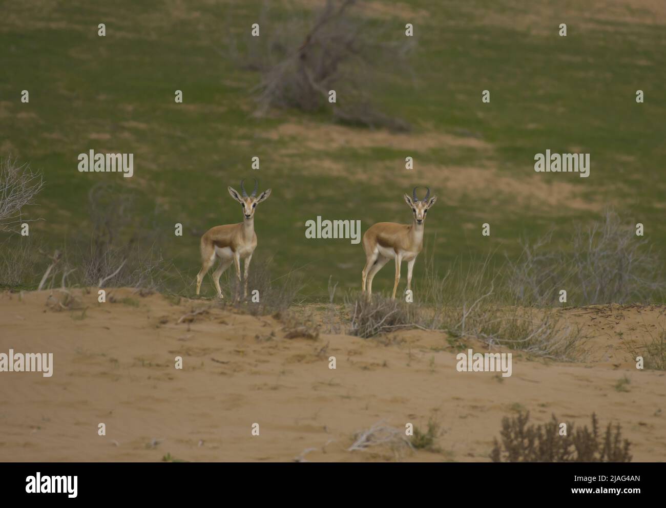 La gazzella o il rhim (Gazella leptoceros), anche conosciuta come la gazzella con corna sottile, la gazzella di sabbia africana o la gazzella di Loder, Foto Stock