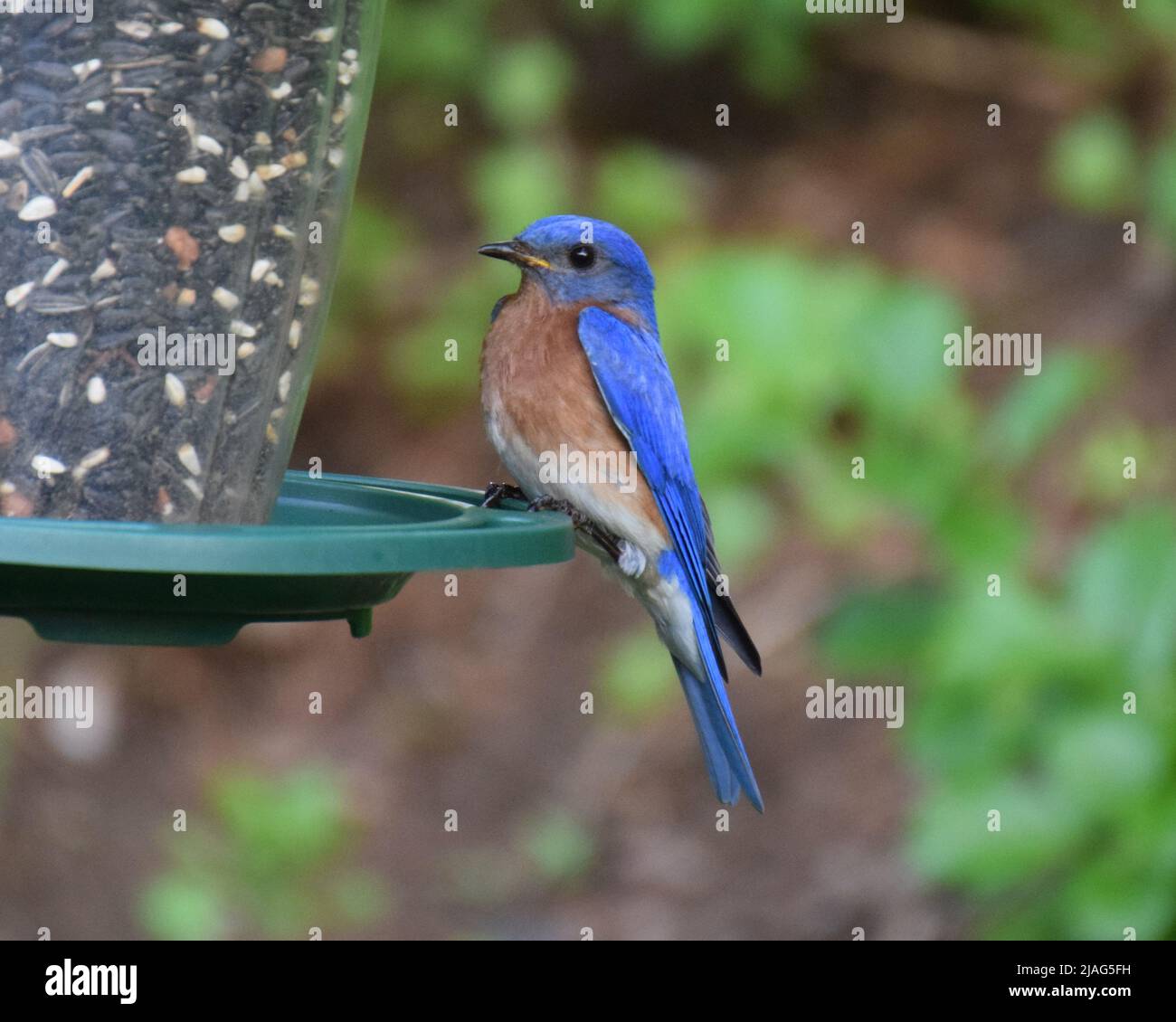 Ciao Sig. Bluebird Foto Stock