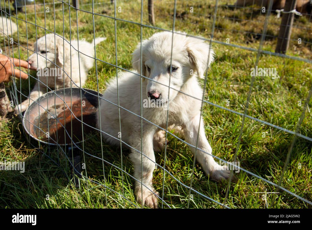 Piccolo carino bianco Abruzzo Maremma cucciolo di cane da pastore dietro una recinzione a rete metallica. Pastore abruzzese doggie. Foto Stock