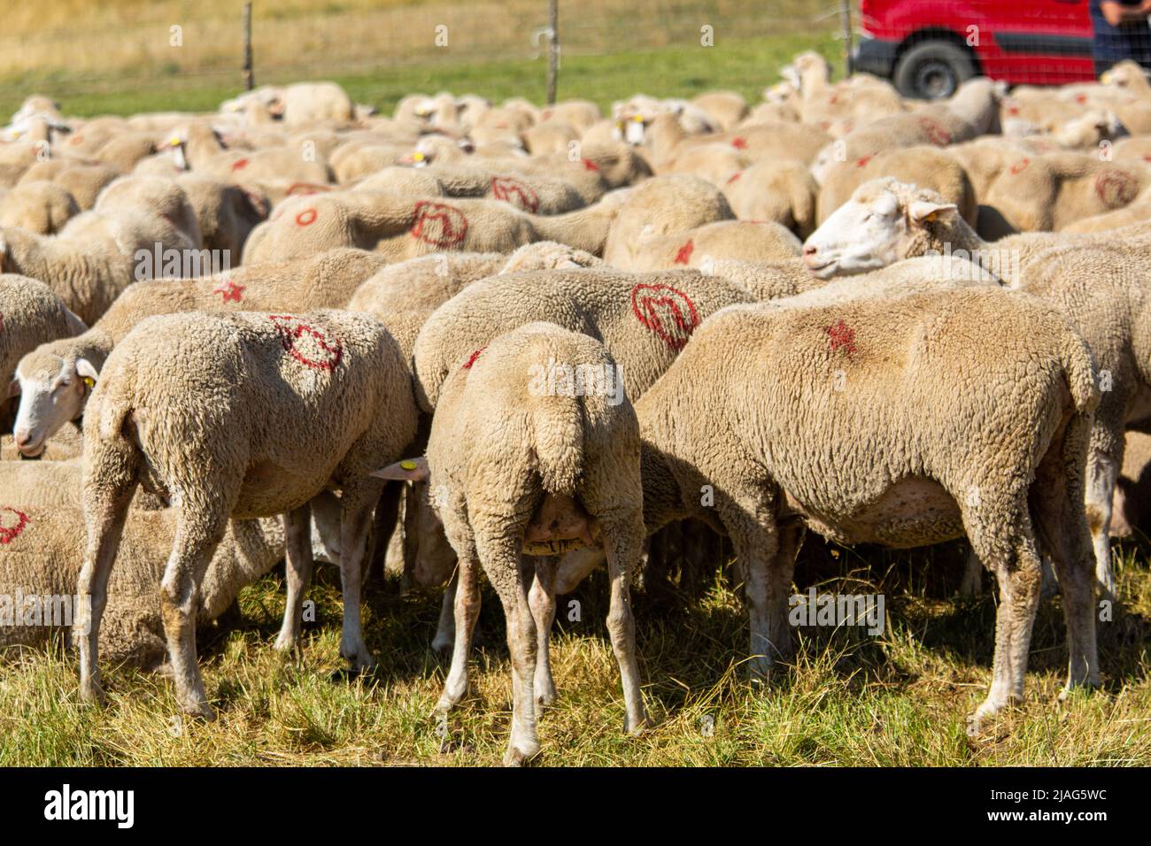 Gregge di pecore di marca. Gruppo di pecore marchiate sul retro. Foto Stock