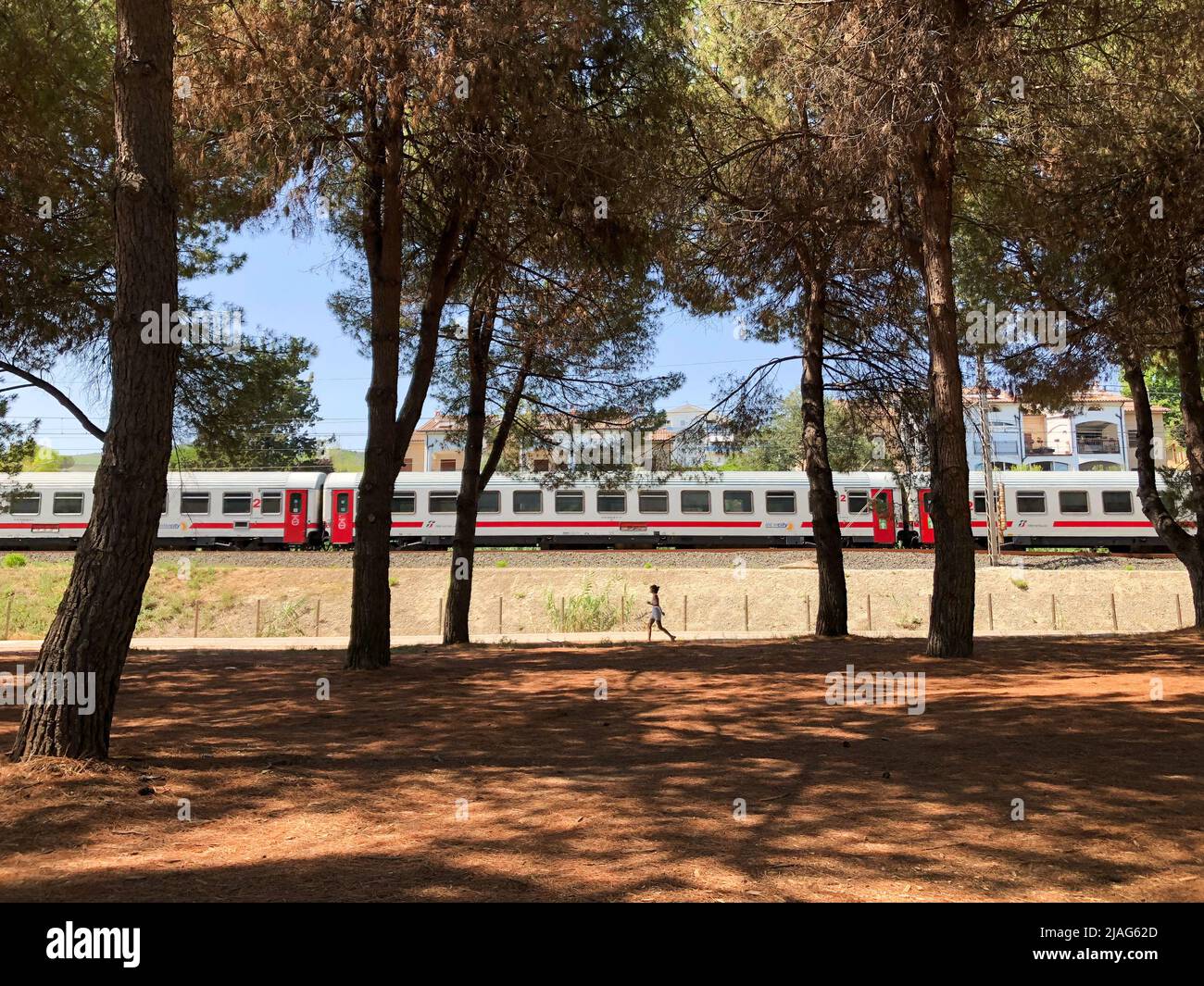 Un treno Intercity italiano in transito in Italia, Abruzzo, nella località di vacanza di Pineto, passando di fronte ad una pineta marittima su una soleggiata da Foto Stock