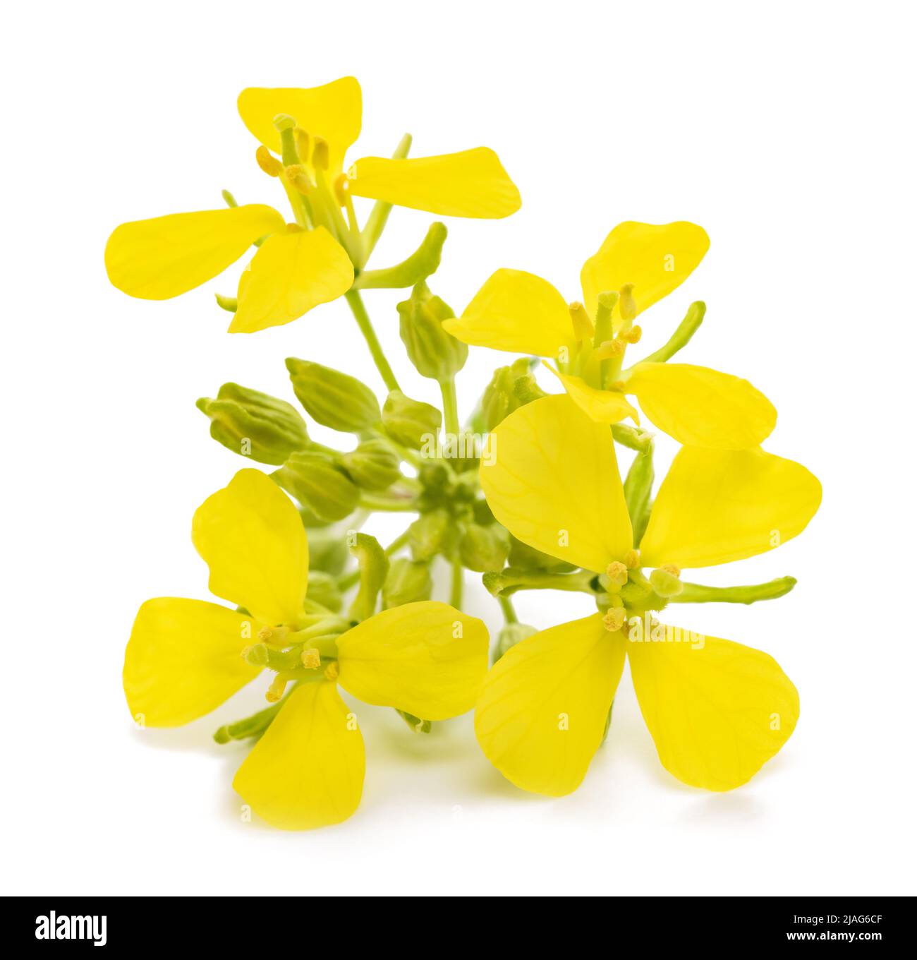 Pianta di senape con fiori isolati su sfondo bianco Foto Stock