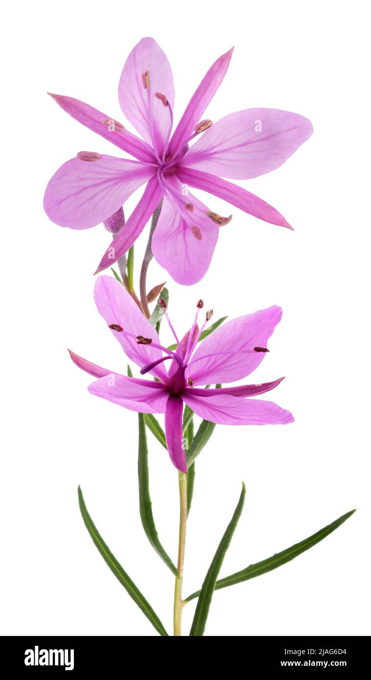 Rosa alpina fiori willowherb isolato su bianco Foto Stock