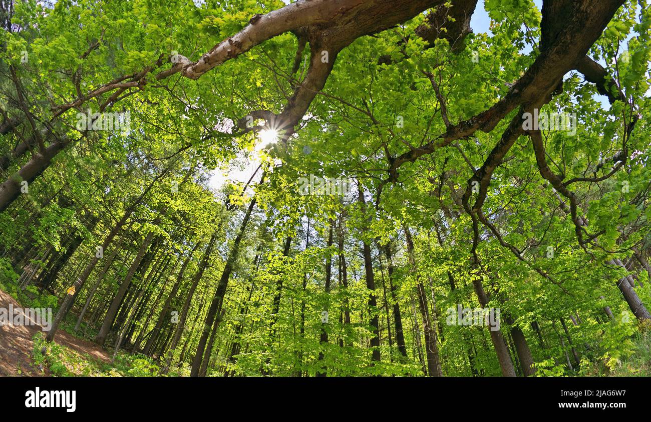 Drammatico Low Angle Extreme Wide Angle Shot Overhead Trees and Forest con Trail che conduce a Woods Foto Stock