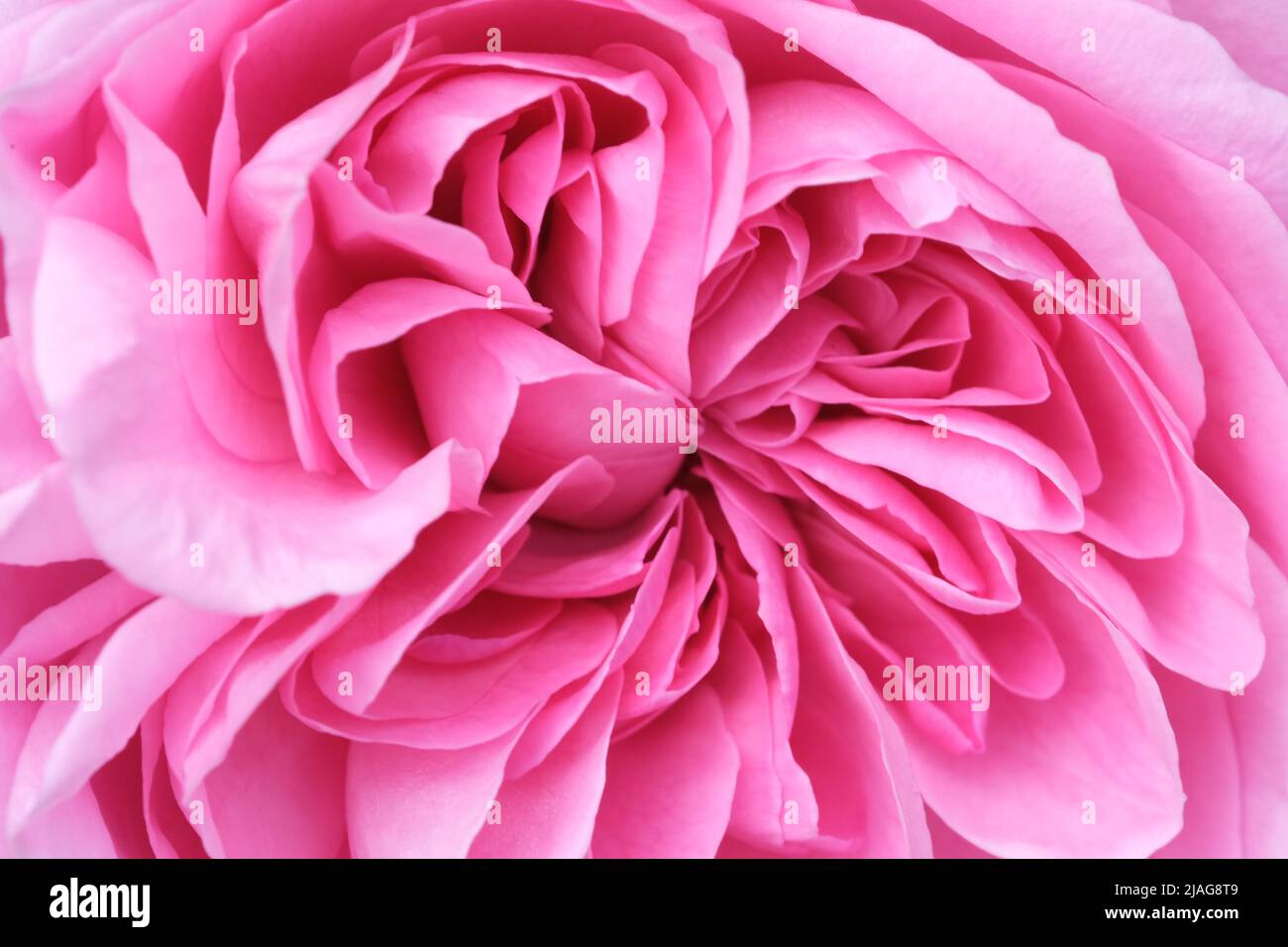 Rosa rosebud macro closeup. Fiori di rosa freschi color rosa pastello.  Sfondo natura sfocato, messa a fuoco selettiva. Primo piano dei petali di  rosa. Colore pastello rosa corallo Foto stock - Alamy, image size:1300x956