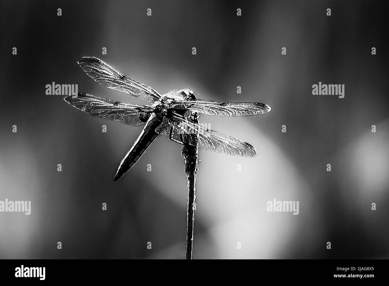 dragonfly ancora seduto in una cattura in bianco e nero Foto Stock