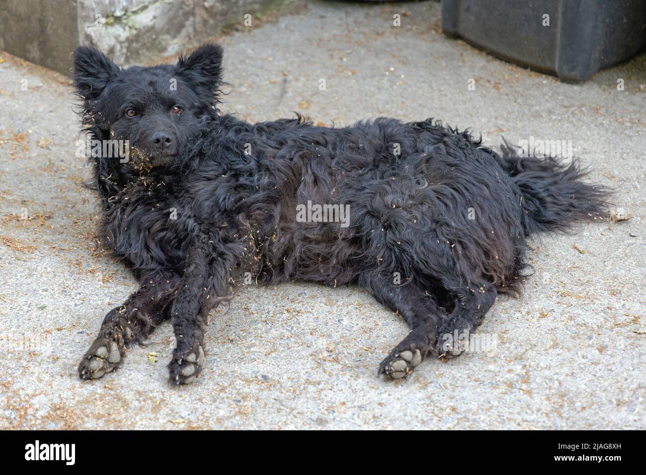 Dirty Curly Fur Black PET Dog posato Foto Stock
