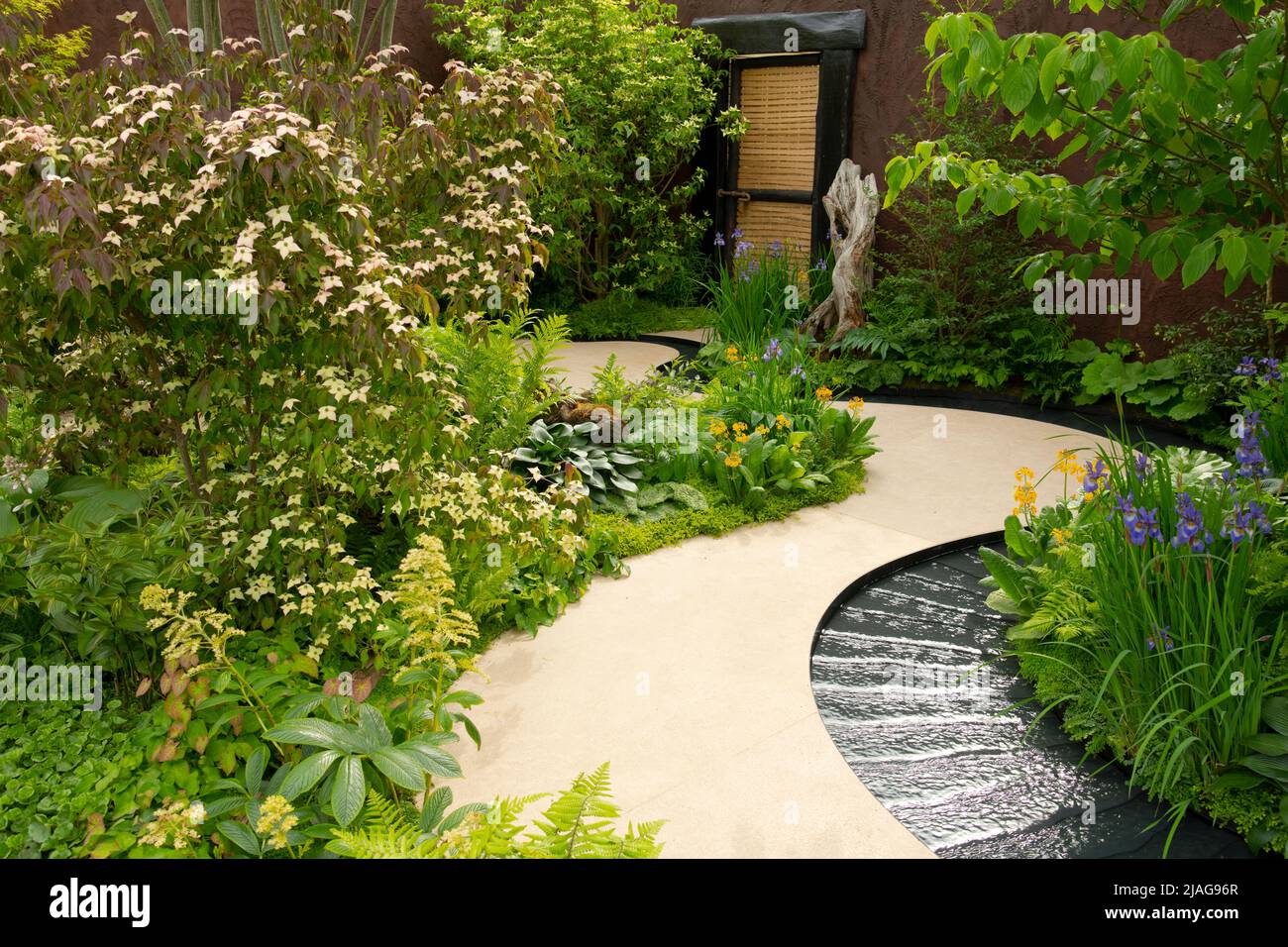 Il Boodles Travel Garden contiene un percorso curvo e un'aneto circondato da Cornus controlversa, Iris sibirica e Primula gialla Foto Stock