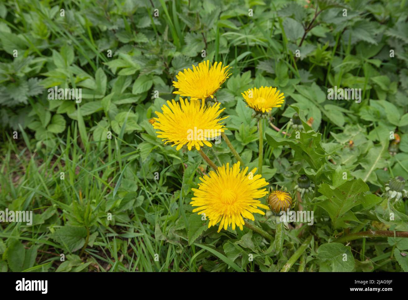 Primo piano di un dente di leone giallo, Taraxacum officinale, in primavera sullo sfondo o substrato di altre piante verdi selvatiche Foto Stock
