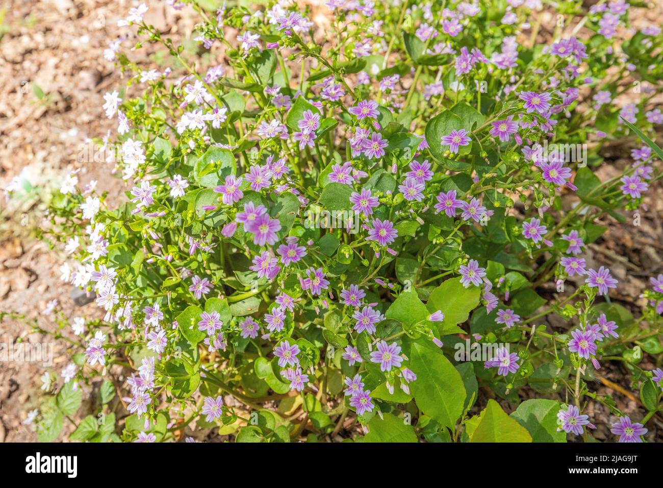 Primo piano di fioritura della primorilina siberiana, Claytonia sibirica, è una pianta dicotiledona erbacea della famiglia Montiaceae in crescita Foto Stock