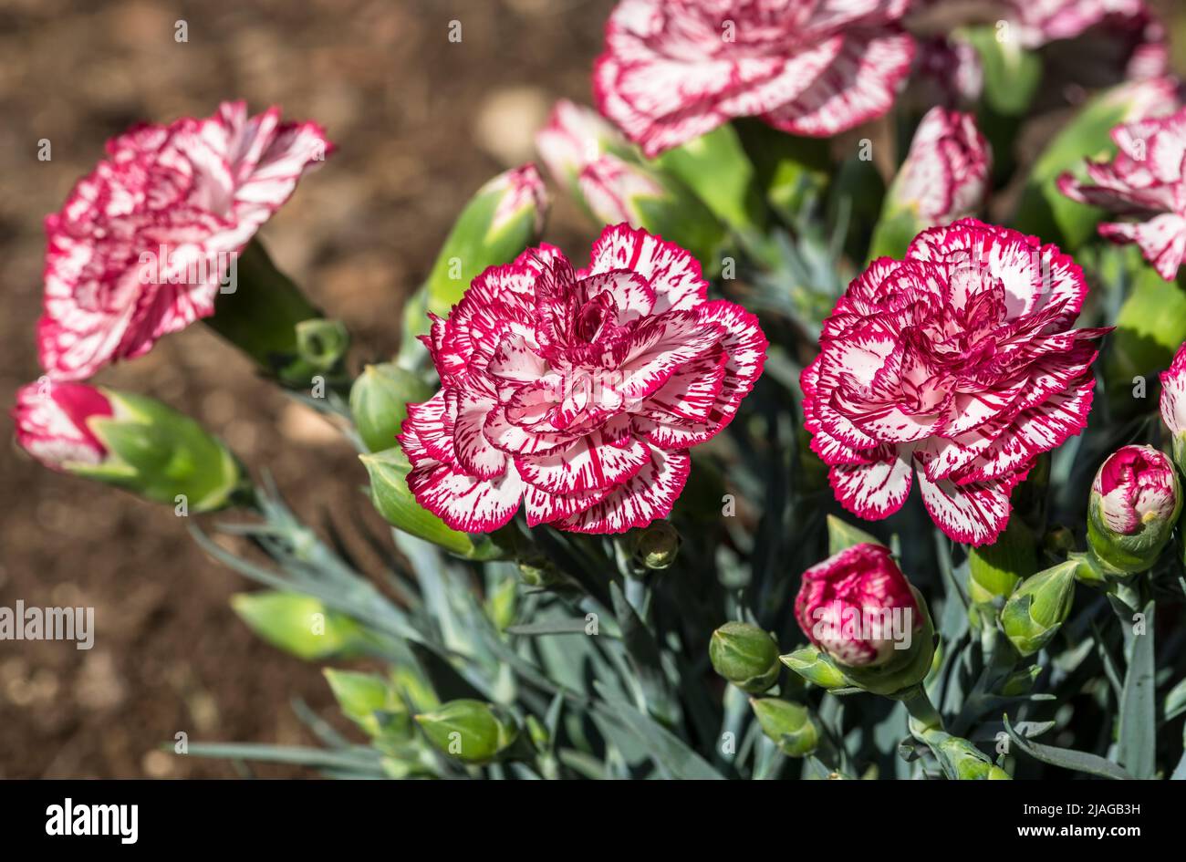 Rosa e bianco dianthus caryophyllus fiori bouquet. Foto Stock