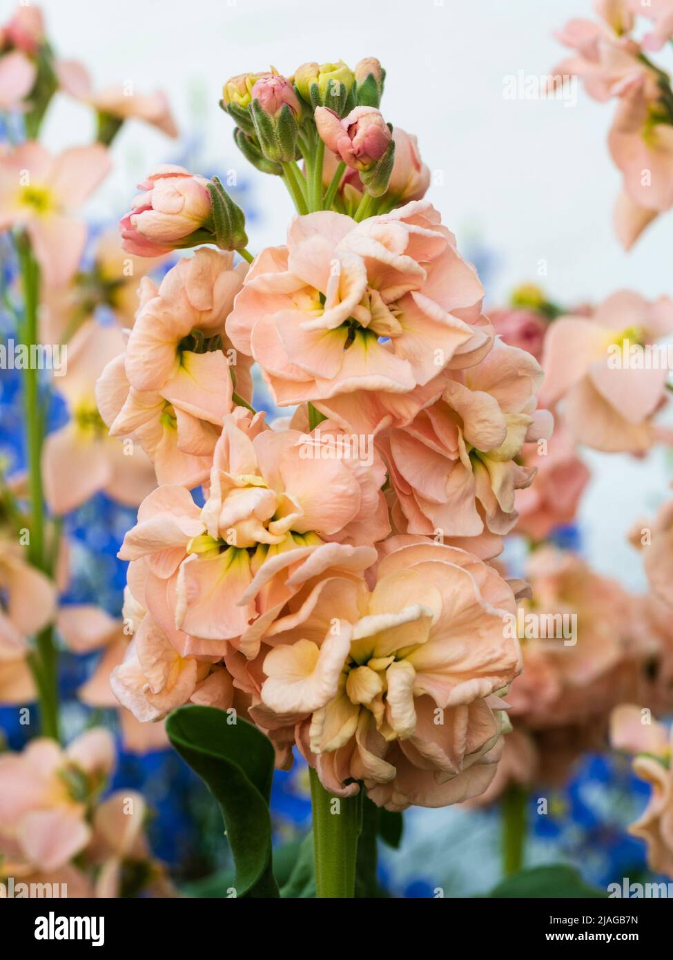 Fiori doppi rosa pallido del brodo ardito annuale o biennale profumato giardino, Matthiola incana 'Apricot' Foto Stock