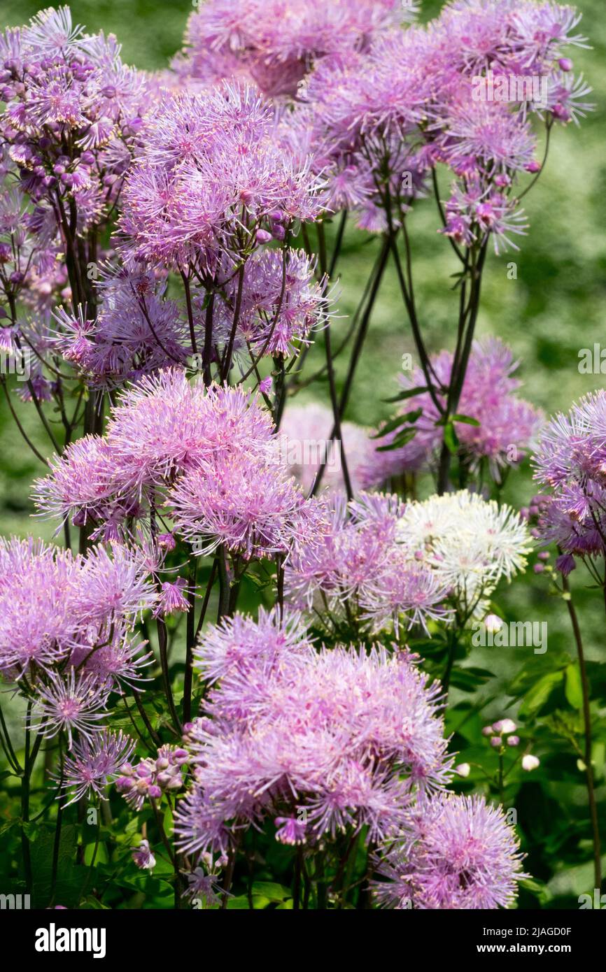 Rosa, Thalictrum aquilegifolium, Thalictrum 'Nimbus Pink', Fiori, Thalictrum, Giardino, Fiore, Grande prato Rue Foto Stock