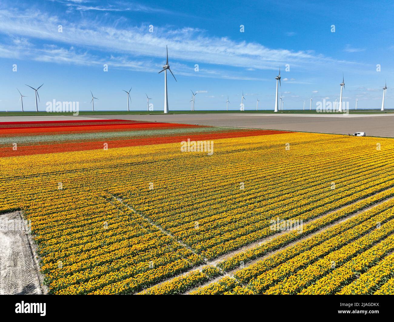 Campi di fiori olandesi in piena fioritura con turbine eoliche Foto Stock