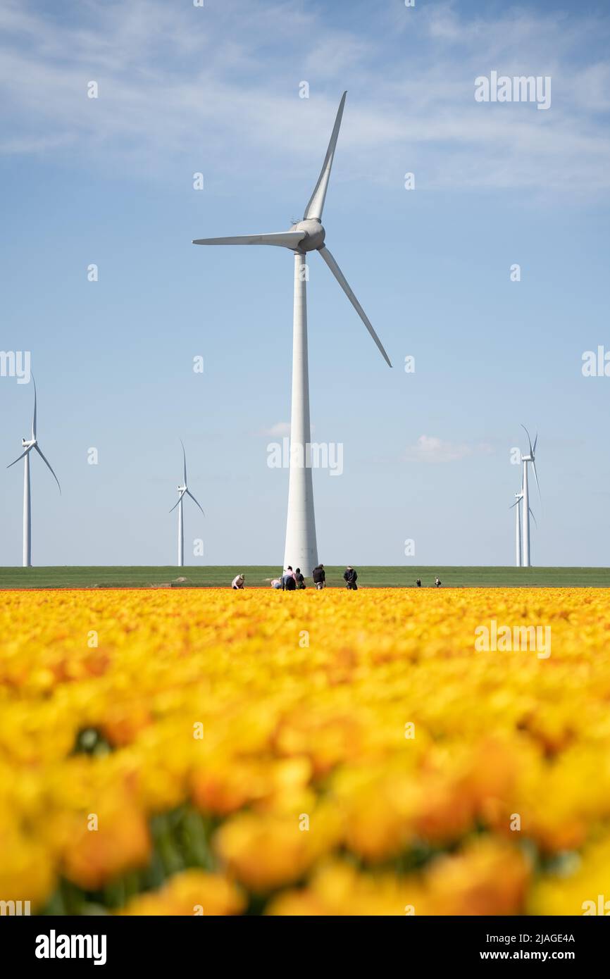 Campi di fiori olandesi in piena fioritura con turbine eoliche Foto Stock