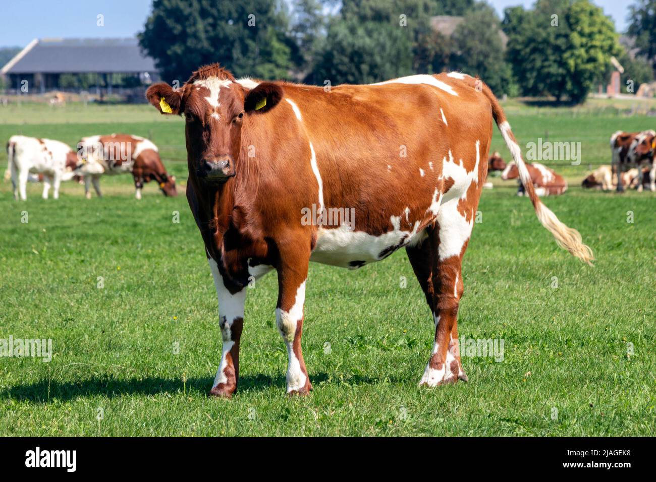 Holstein bestiame bovino di vacca Friesiana che pascola su terreni agricoli. Foto Stock