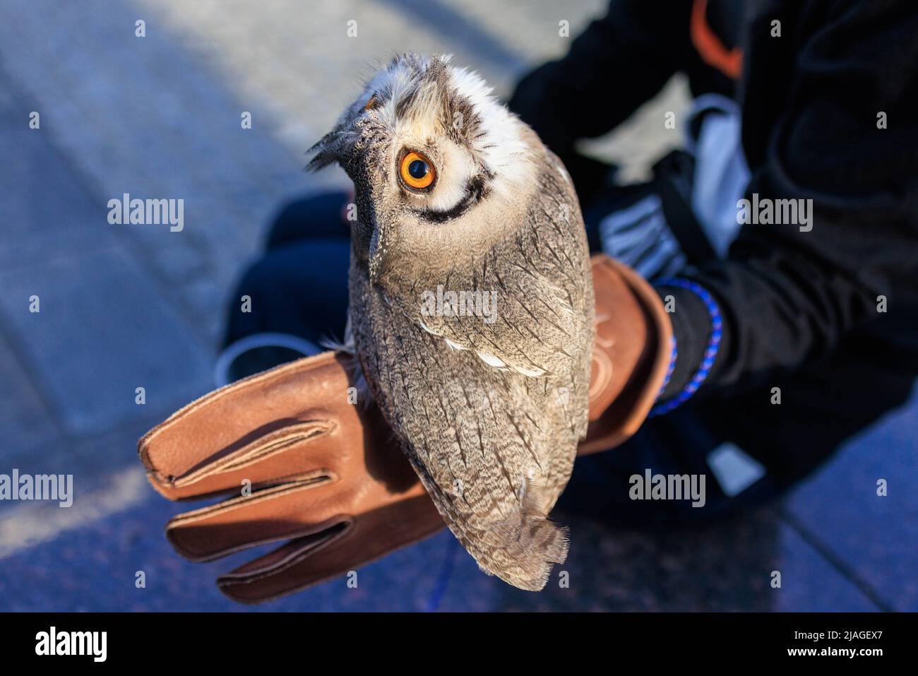 Bello gufo animale appollaiato sul guanto di pelle all'aperto Foto Stock