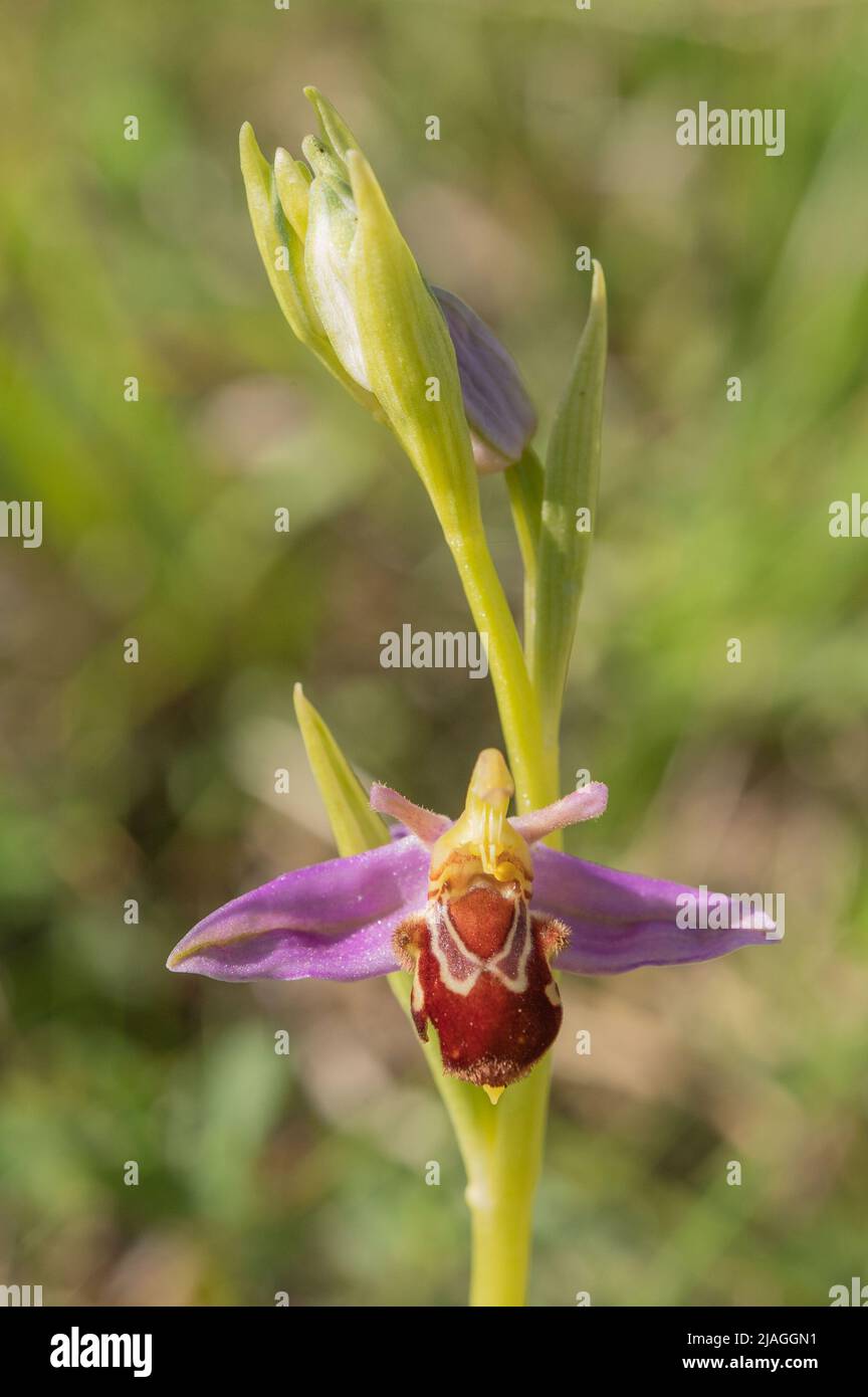 Fiore di orchidea dell'ape (Apifera di Ophrys), Pembrokeshire, Galles, Regno Unito Foto Stock