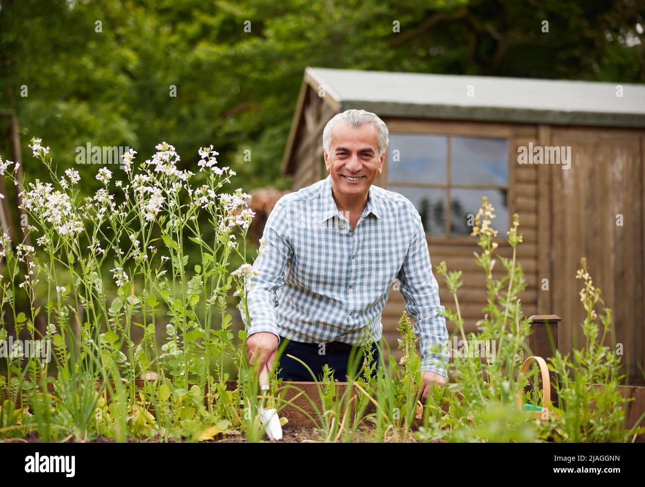 Ritratto di uomo anziano in giardino a casa scavando e sarchiando in letti rialzati Foto Stock