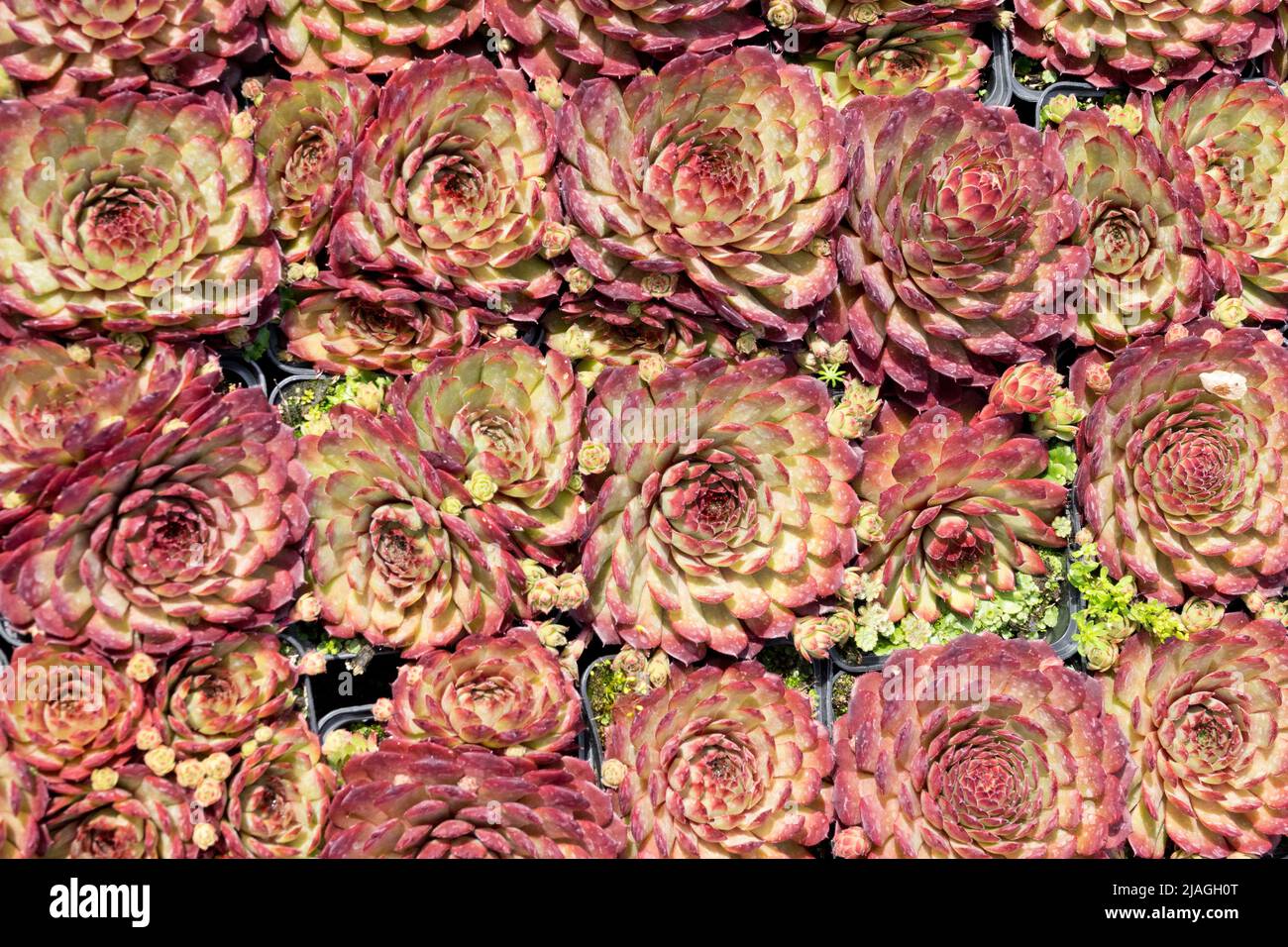 Galline e pulcini succulenti. Sempervivum 'Mantis' Foto Stock