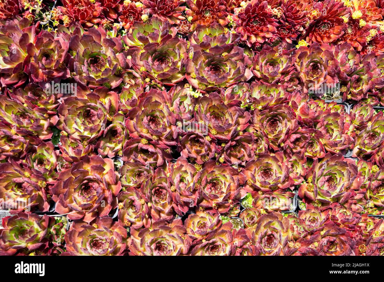 Houseleek, Sempervivum «Ultraturmaline», succulente, piante, Sempervivum, Houseleeeeks, Hen e pulcini, crescere, decorativo, succulenti Foto Stock