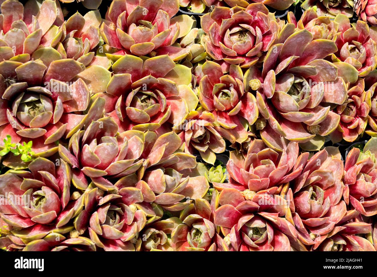 Sempervivum Othello, decorativo, Giardino, succulenti, Sempervivum, Houseleeeks, Hen and pulcini, Succulent, Othello, Houseleek sempervivum Foto Stock