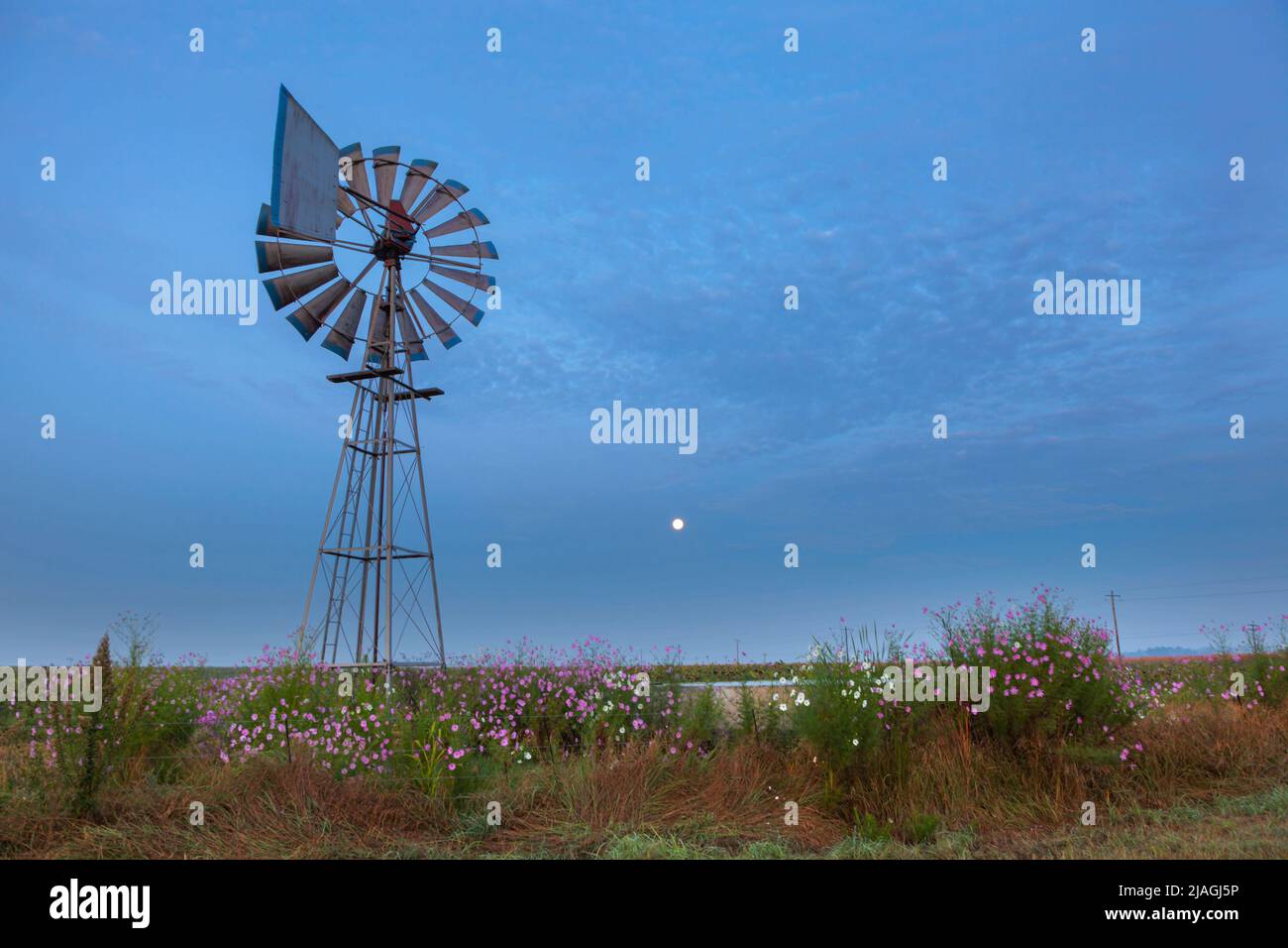 Luna piena al mulino a vento e fiori di cosmo prima dell'alba libera Stato Sud Africa Foto Stock