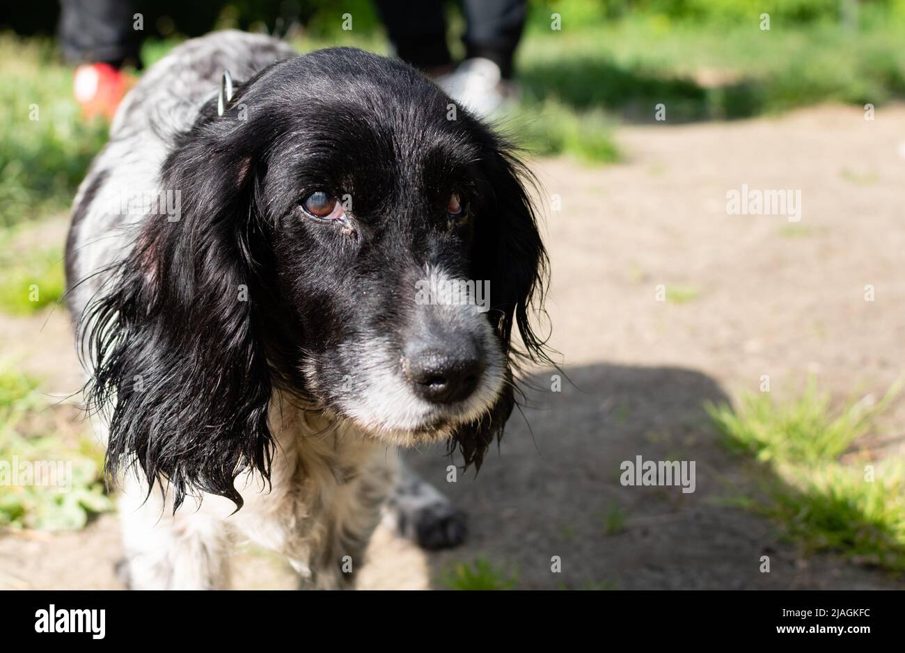 Ritratto di vecchio cane Spaniel primo piano su sfondo sfocato in condizioni naturali Foto Stock
