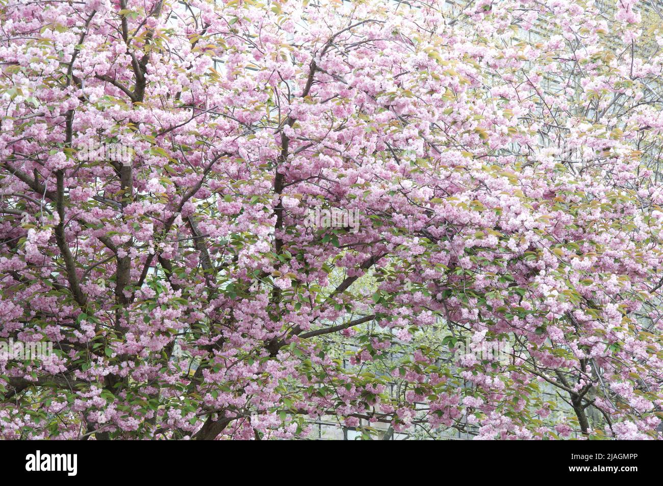 Primavera a Parigi: Fiori di ciliegio in fiore. Questi alberi decorativi sono molto tolleranti dell'inquinamento atmosferico, ideale per crescere nelle grandi città. Foto Stock