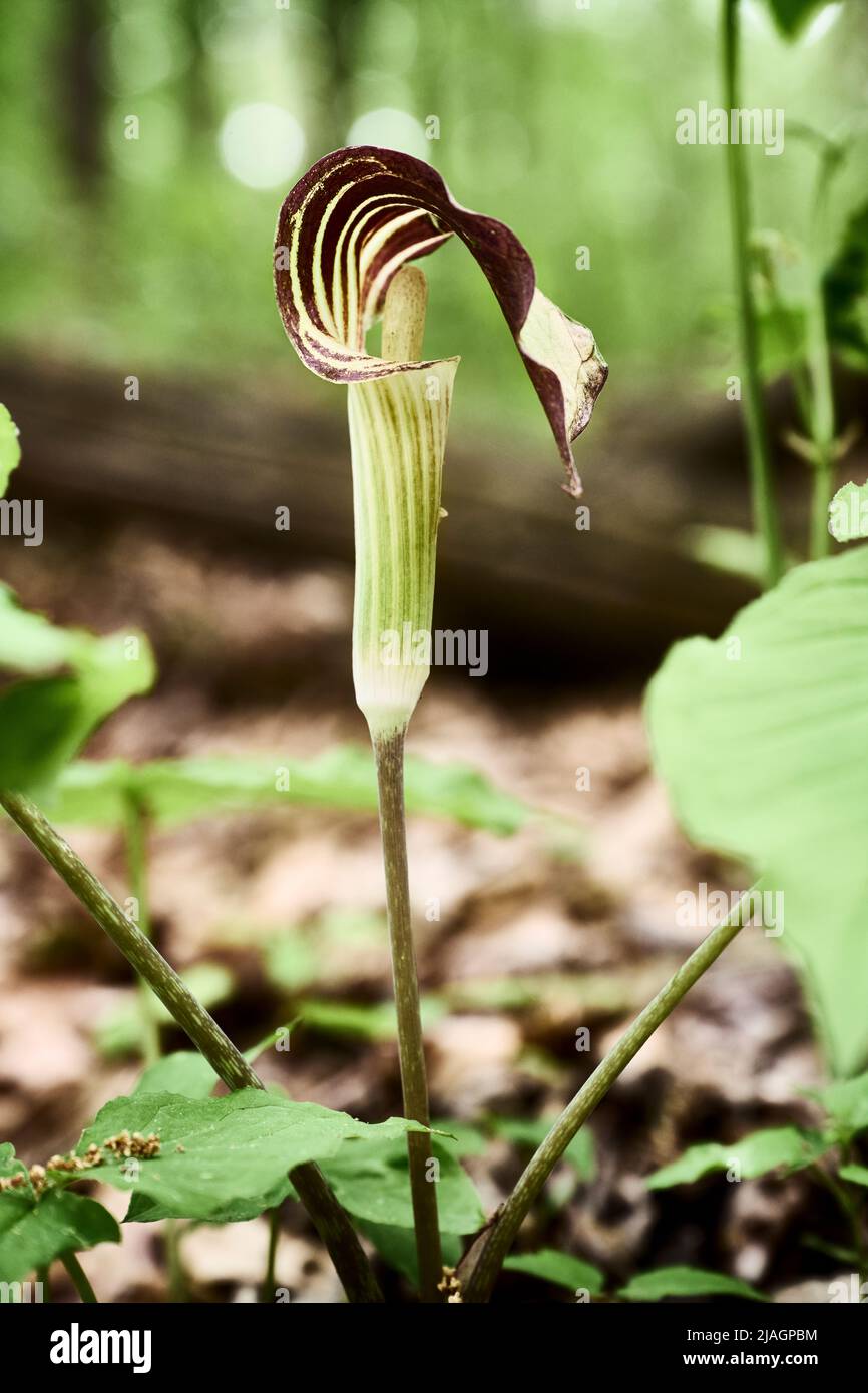 Jack in pulpito Foto Stock