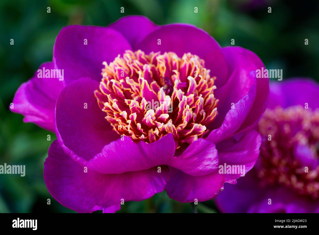 Fiore di arborea rosa in un giardino botanico, sfondo di peonia. Primo piano. Foto Stock