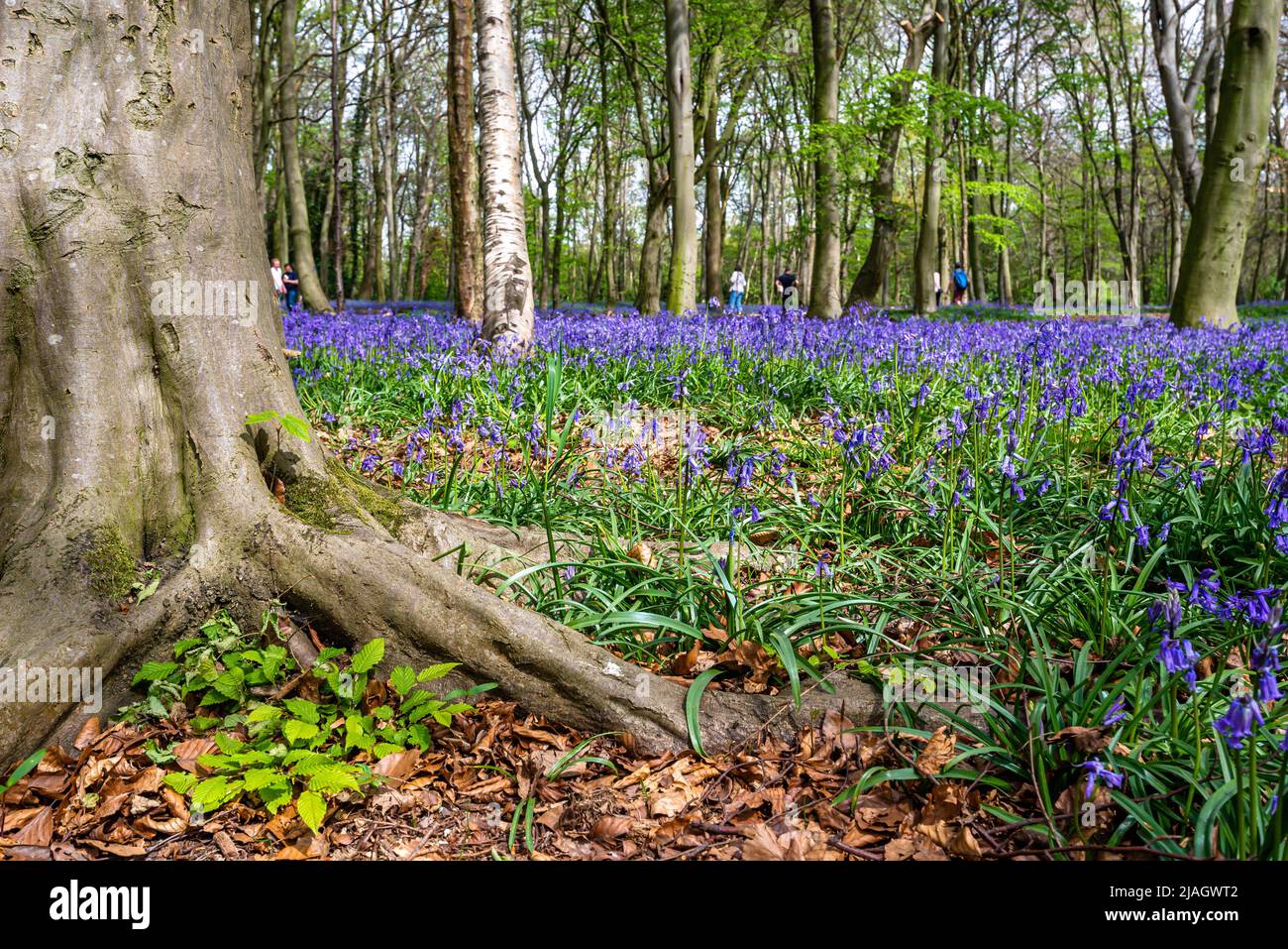 Bluebells in una foresta inglese Foto Stock