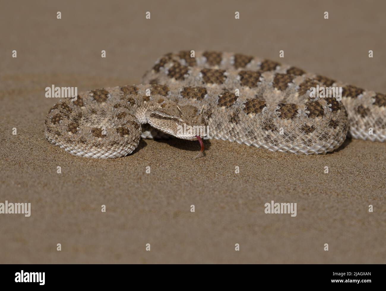 I cerastes di Cerastes, comunemente conosciuti come il viper cornato del Sahara o il viper cornato del deserto, è una specie venosa di viper. Foto Stock