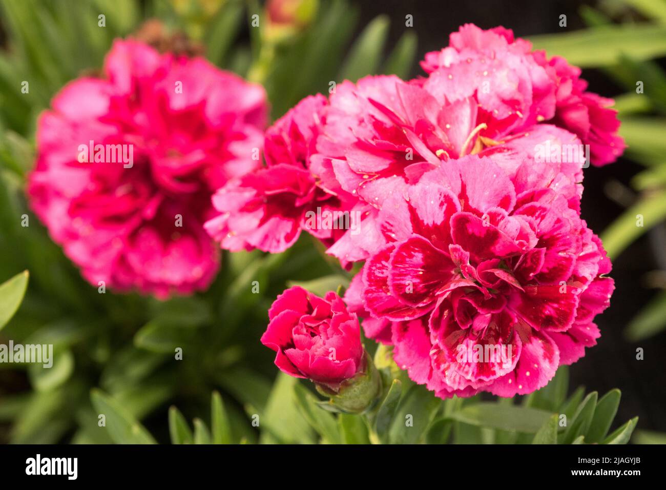 Dianthus caryophyllus 'Oscar ali viola', Rosa, Fiore, primo piano, Bloom Foto Stock