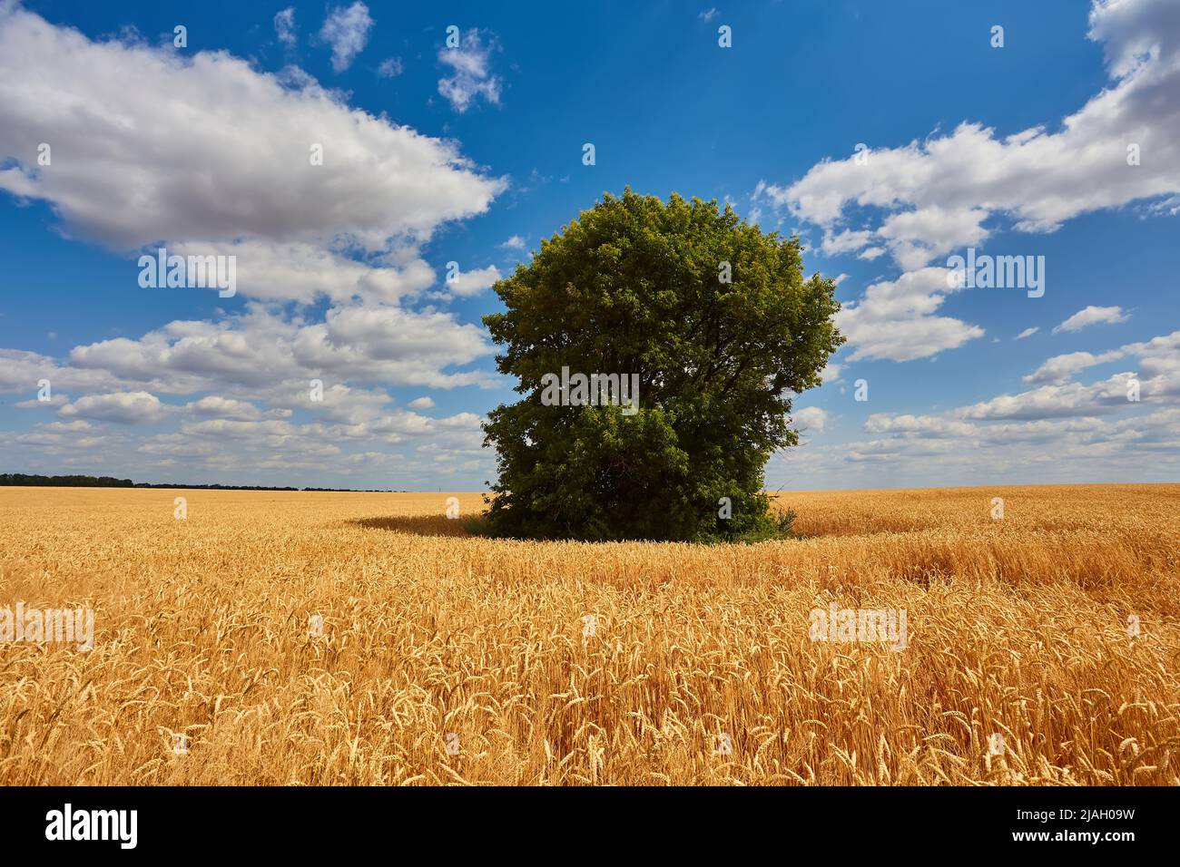 Oro grano volato panorama con albero, campagna rurale Foto Stock