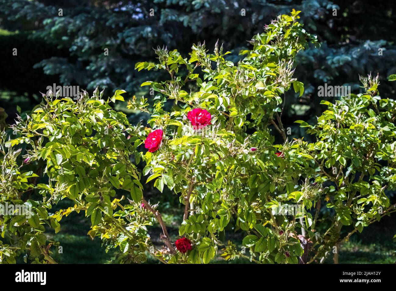 Le rose rosse stanno cominciando a schioccare in primavera Foto Stock