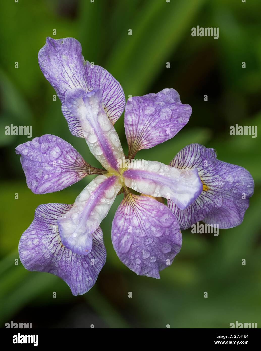 Bandiera blu iride fiore (Iris virginica) dopo una pioggia nel cortile bog nella Virginia centrale a fine primavera. Foto Stock