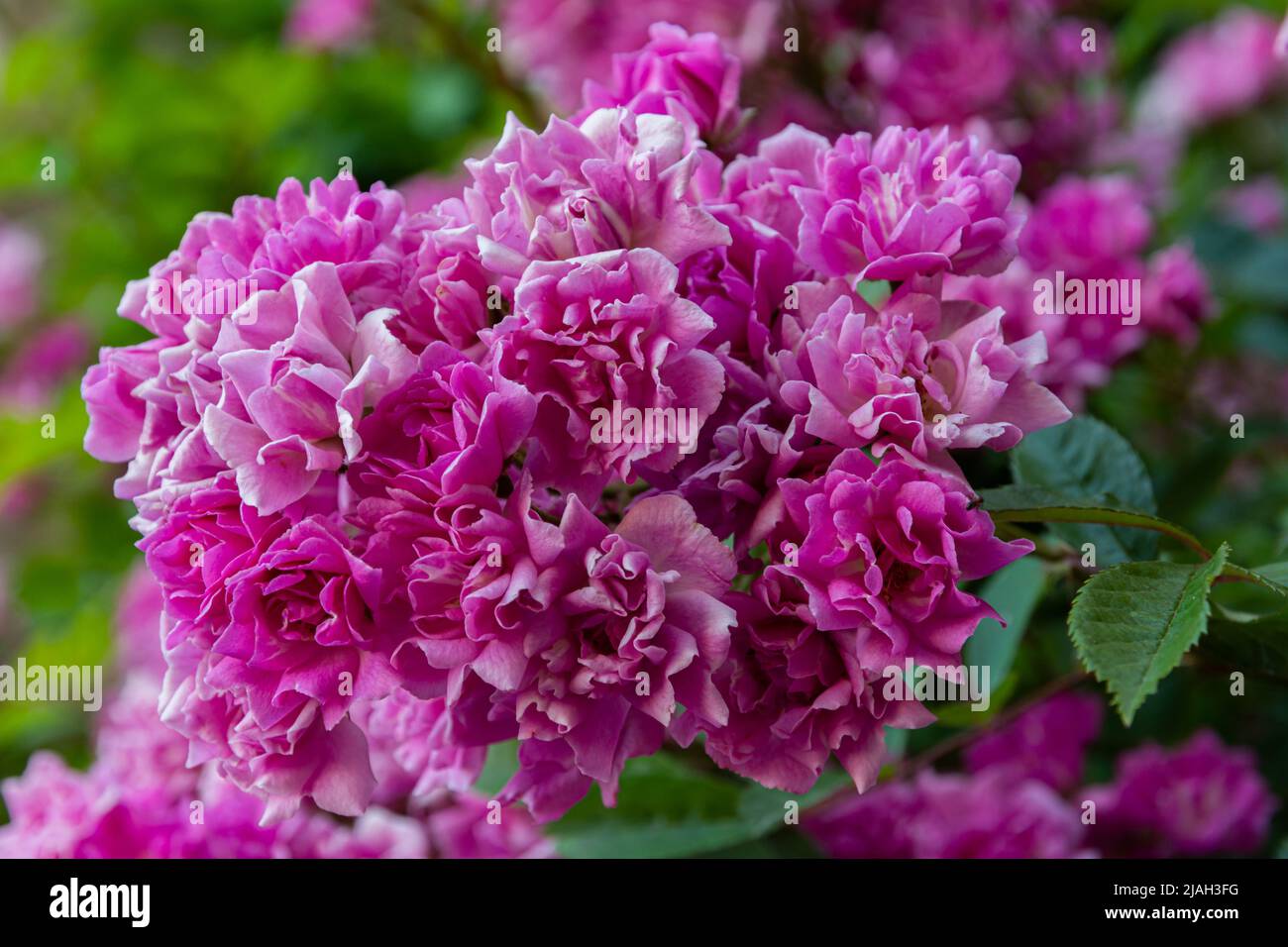 Fiori tipici della penisola italiana Foto Stock