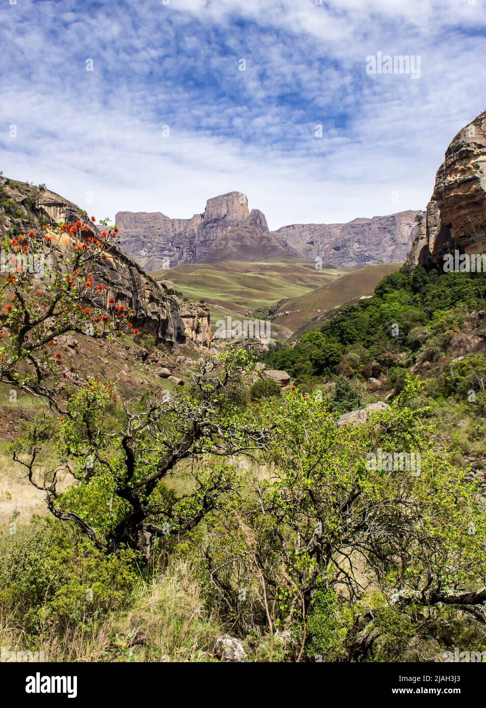 Una piccola valle boscosa nei Monti Drakensberg del Sud Africa Foto Stock