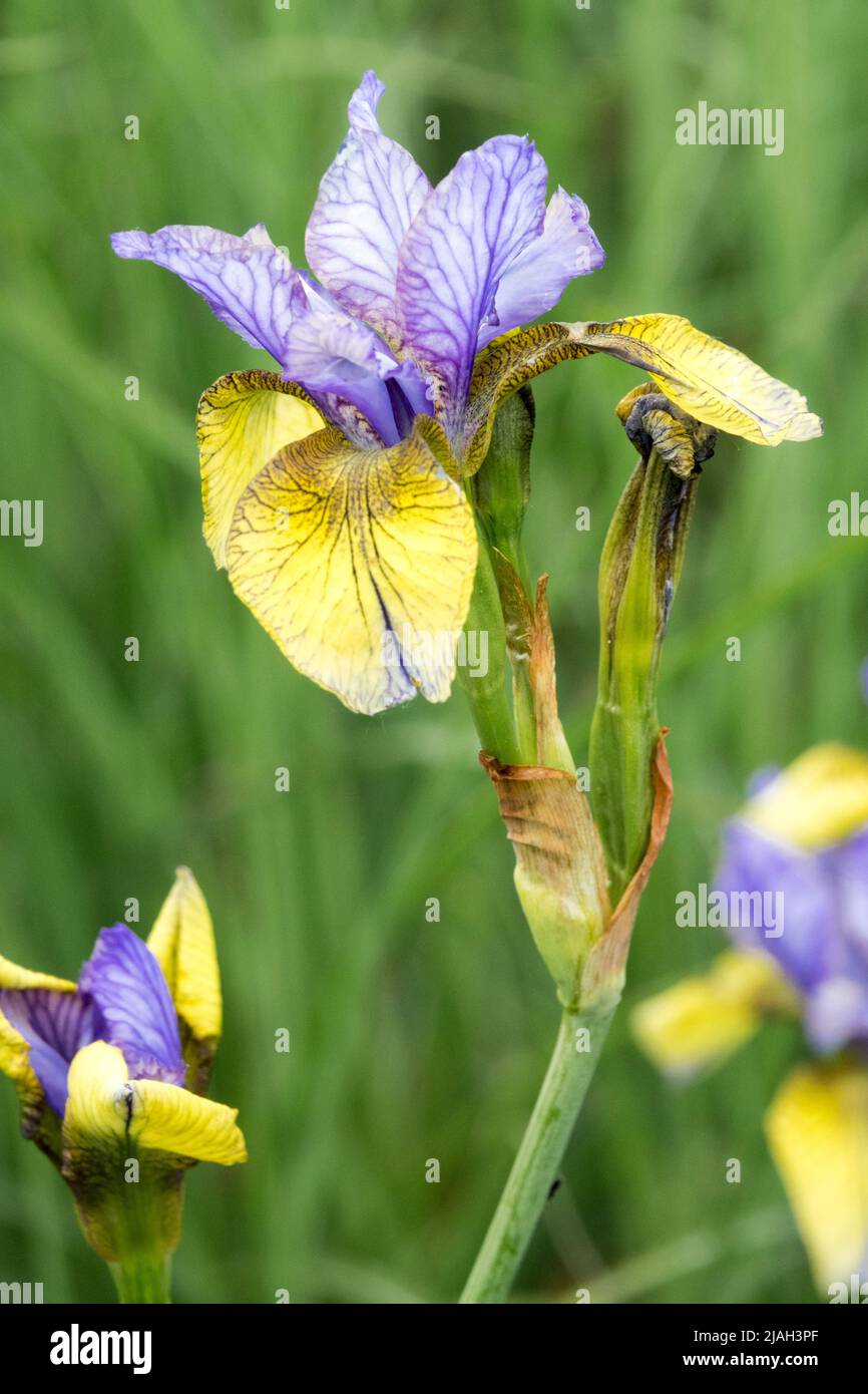 Iris sibirica 'so van Gogh' Iris 'so van Gogh', Yellow Blue, Flags, Siberian Iris, Hardy, fiore, Giardino Foto Stock