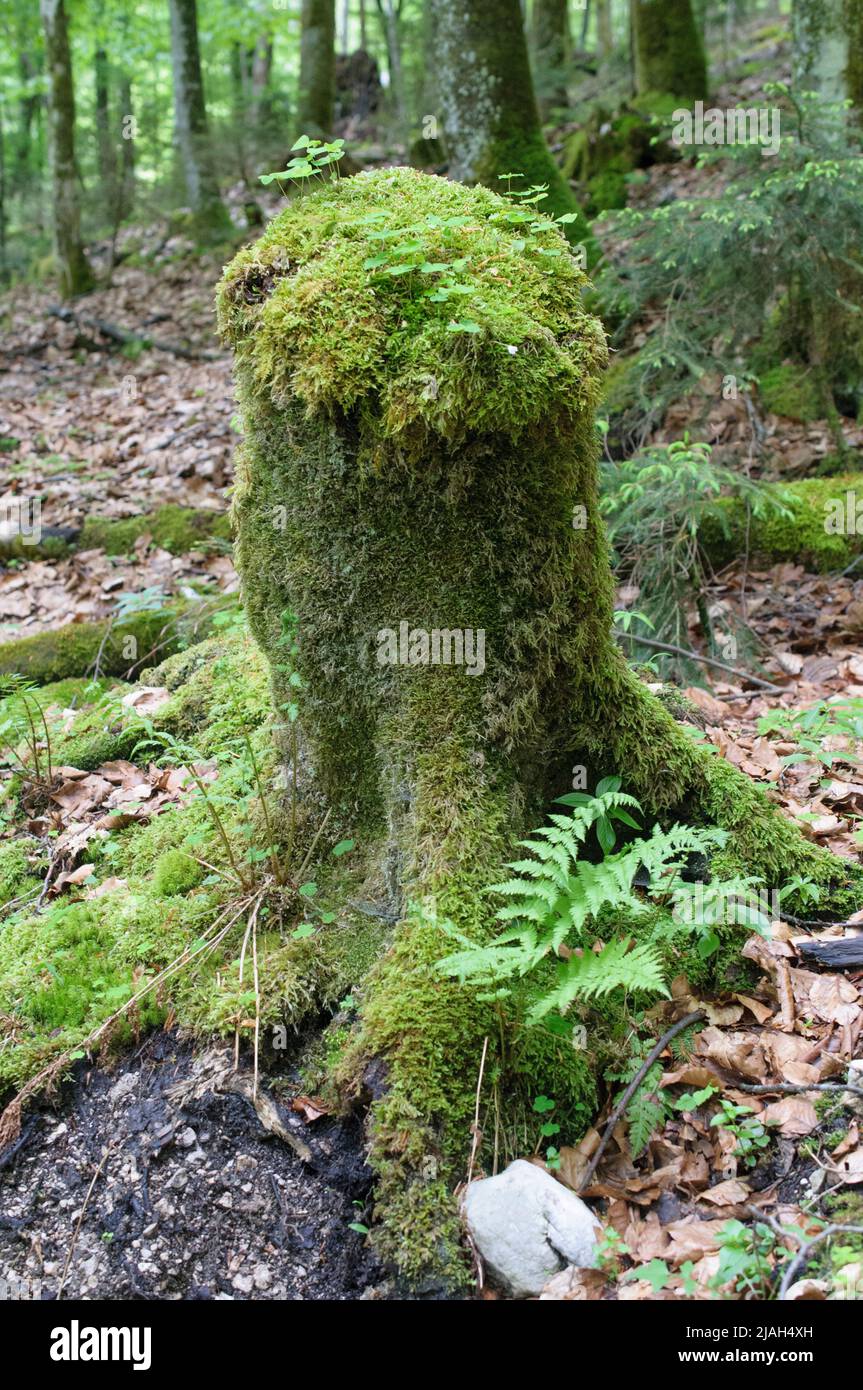 Pezzo di un tronco coperto di muschio nella foresta. Foto Stock